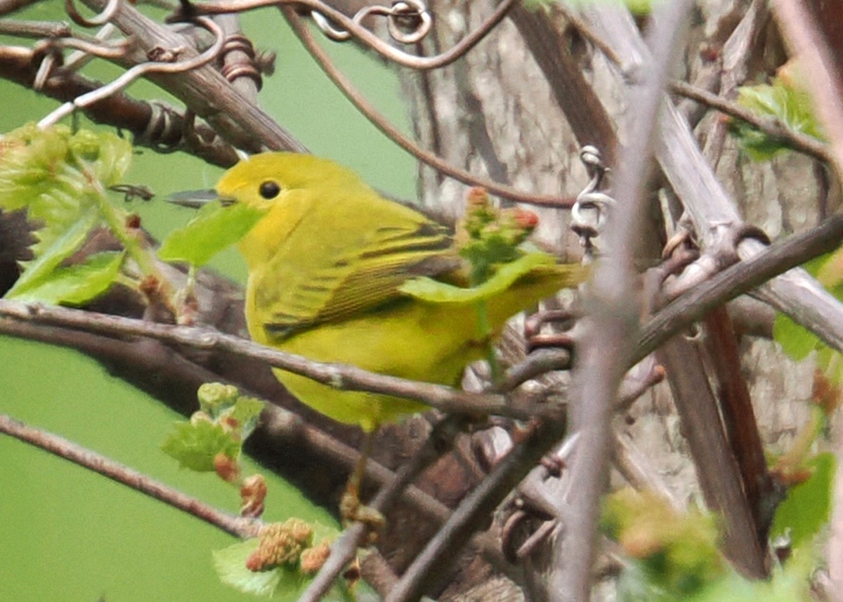 Northern Yellow Warbler - ML619249924