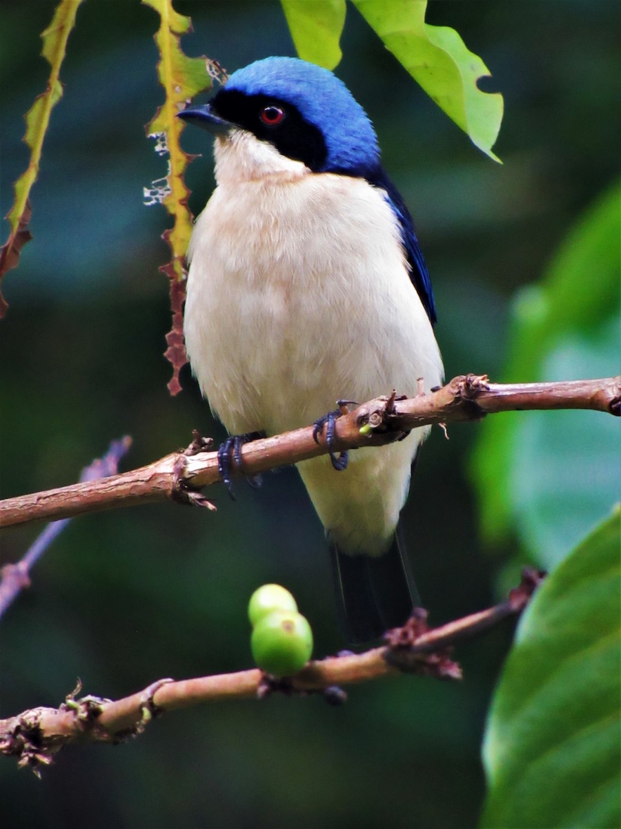 Fawn-breasted Tanager - Luis Moreno