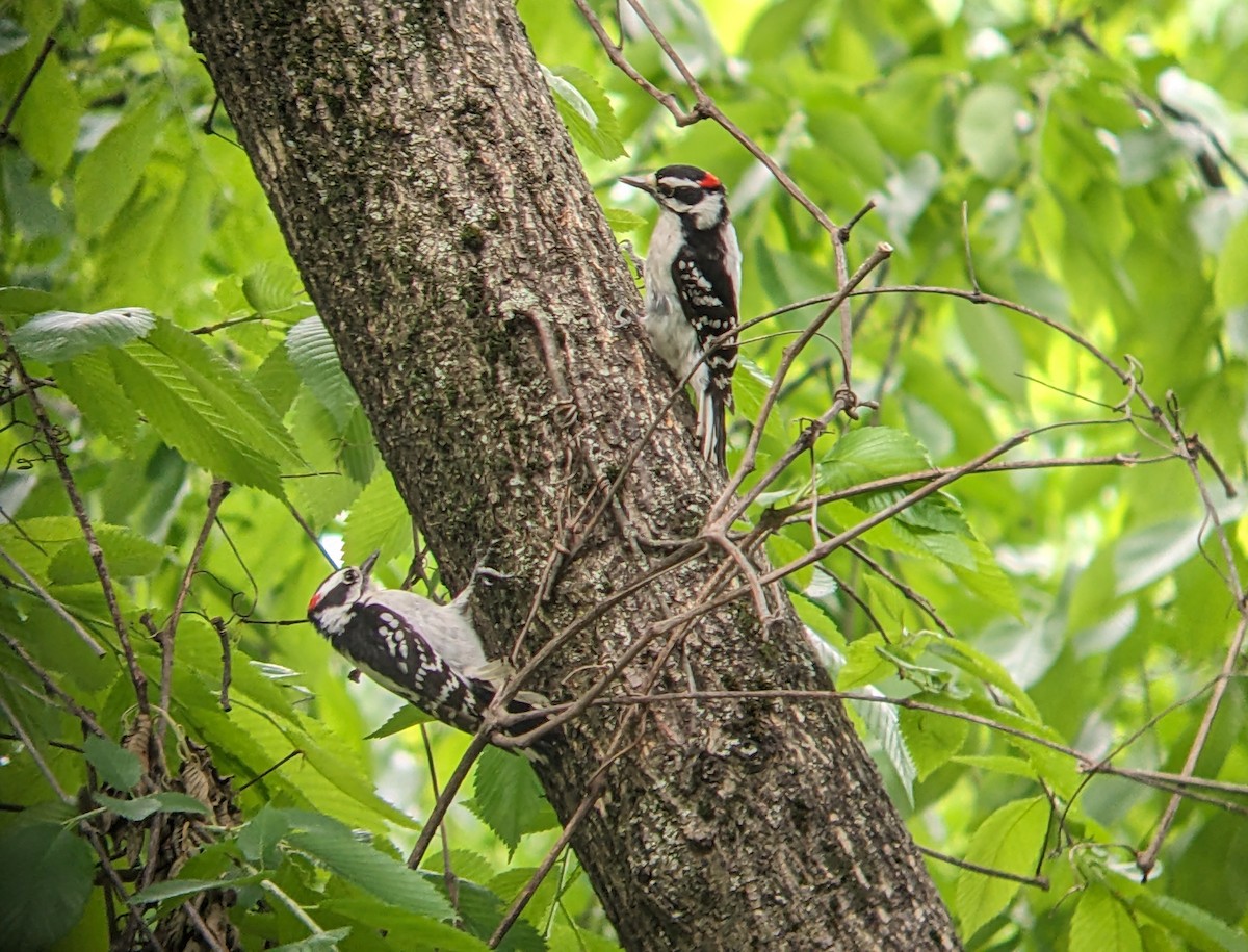 Downy Woodpecker - ML619249928