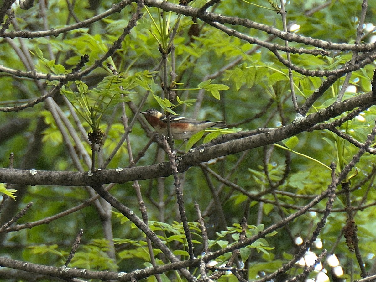 Bay-breasted Warbler - Jim McNamee