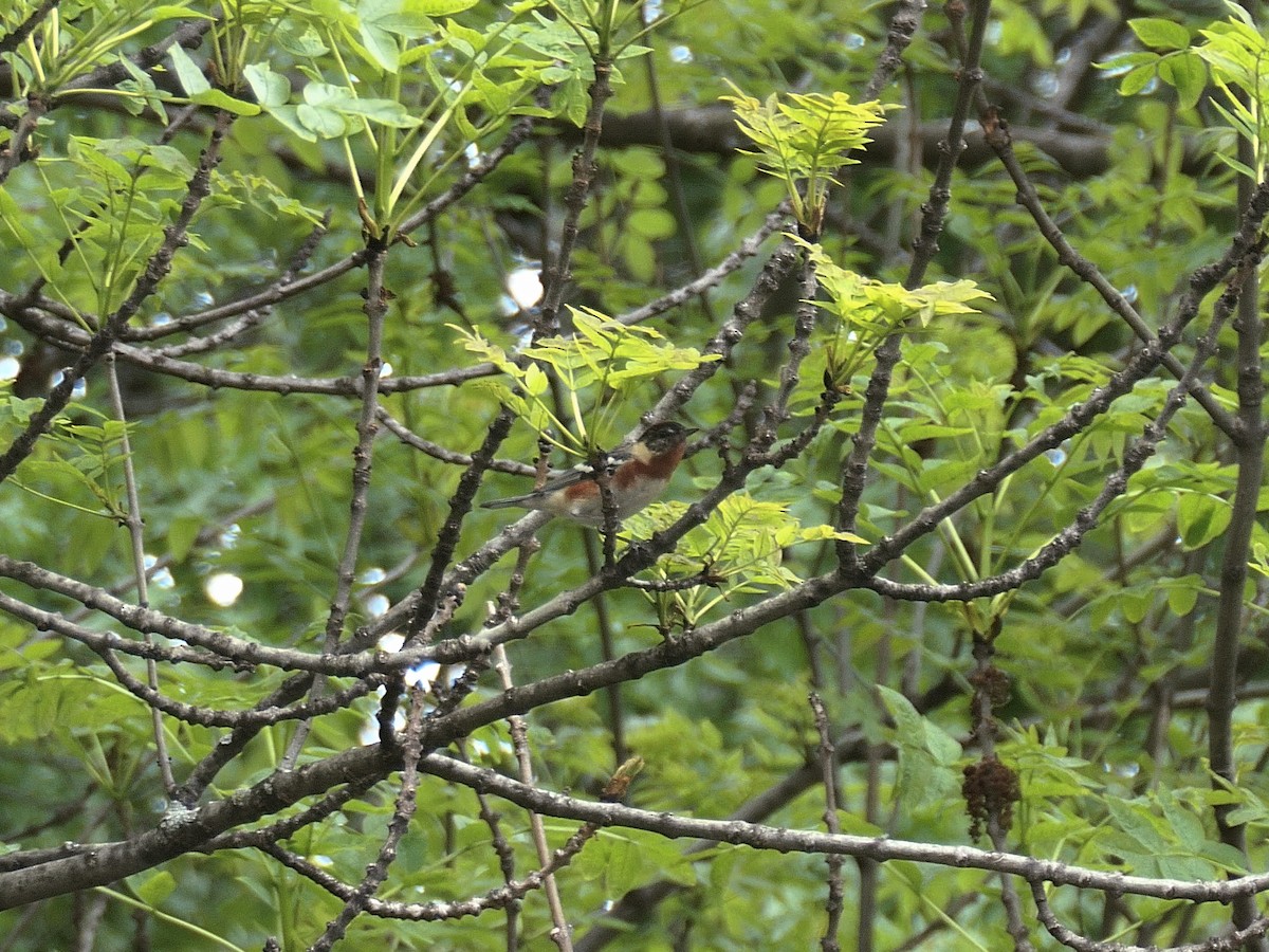 Bay-breasted Warbler - Jim McNamee