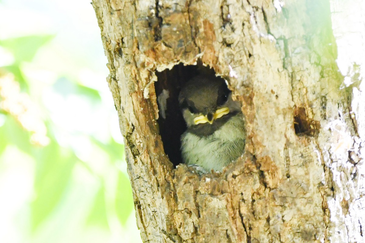 Chestnut-backed Chickadee - ML619249933