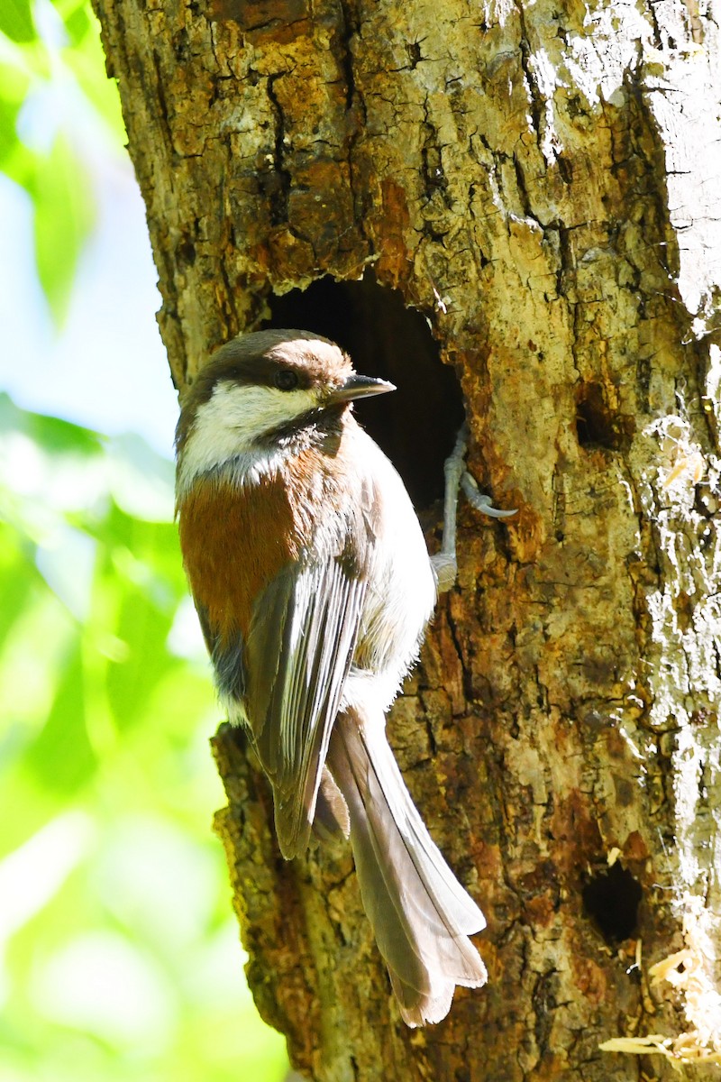 Chestnut-backed Chickadee - ML619249934