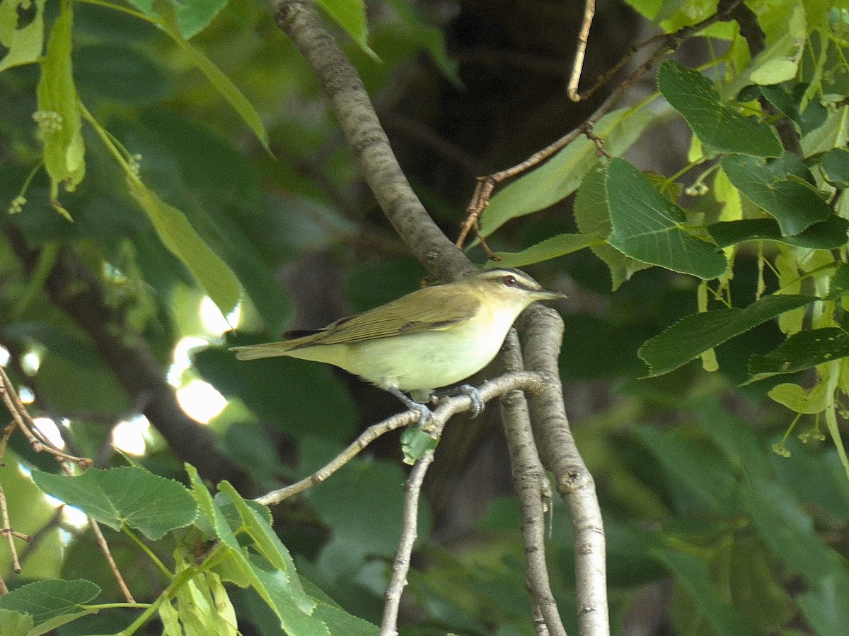 Kızıl Gözlü Vireo - ML619249937