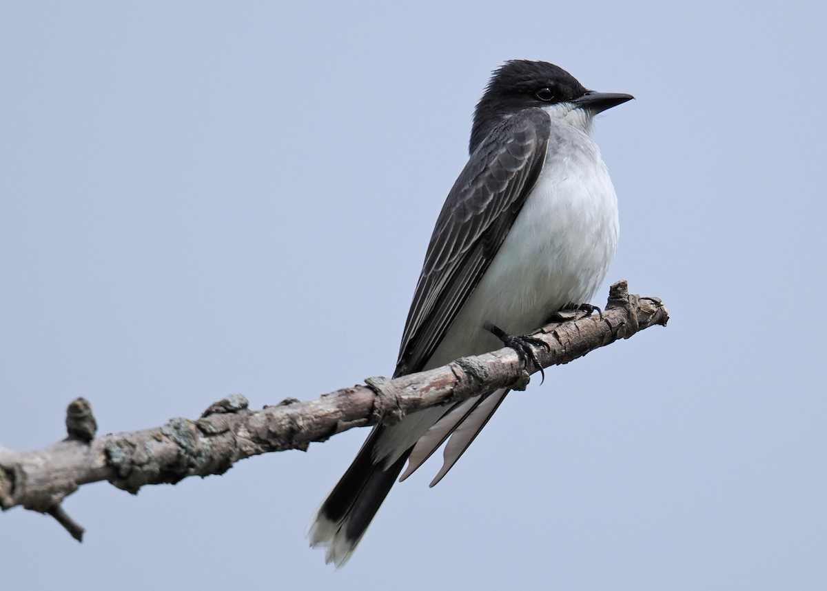 Eastern Kingbird - ML619249947