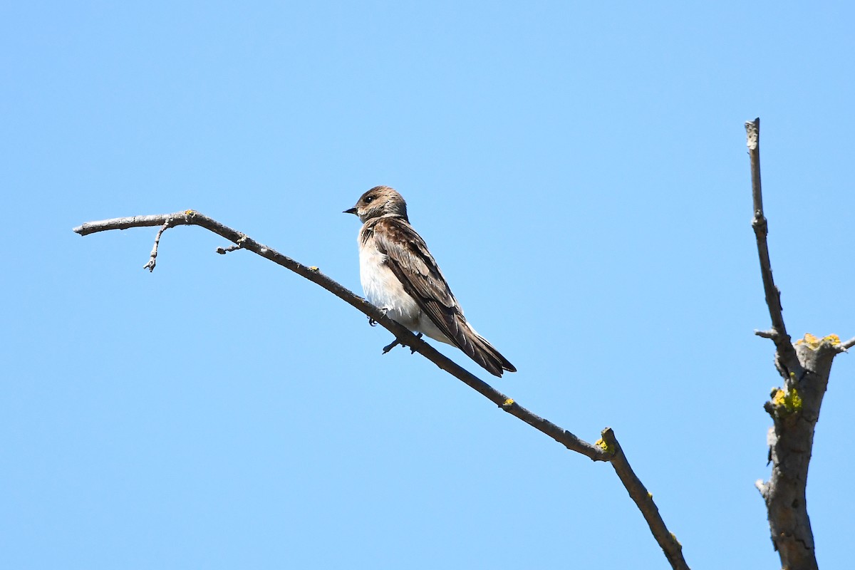 Northern Rough-winged Swallow - ML619249949