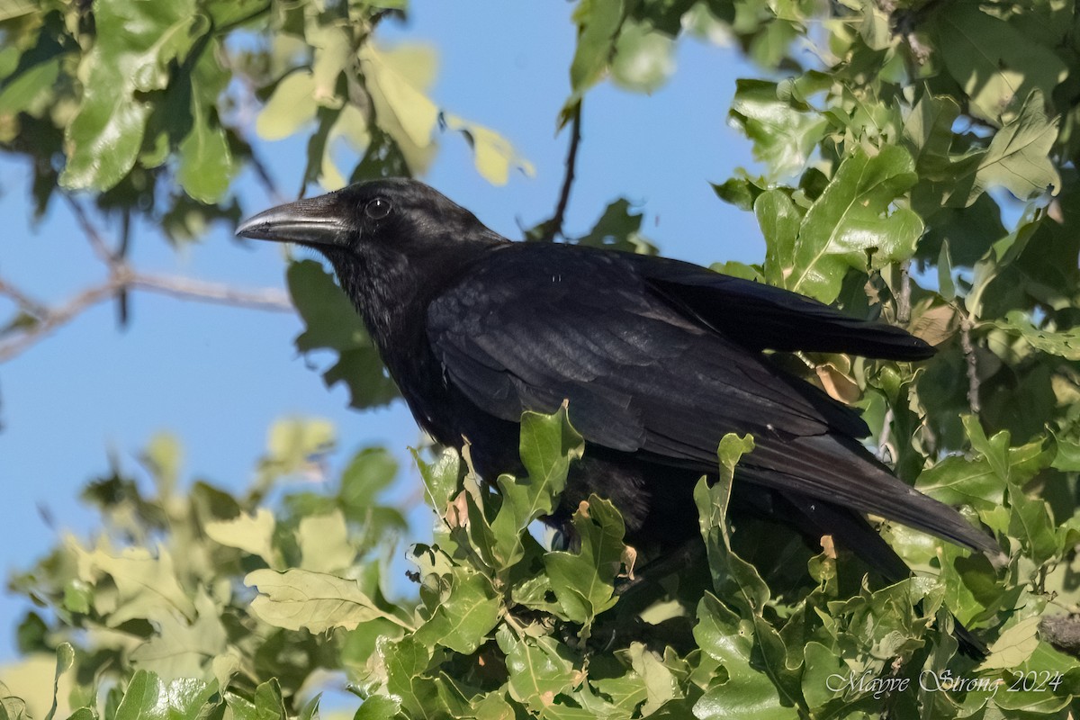 American Crow - Mayve Strong