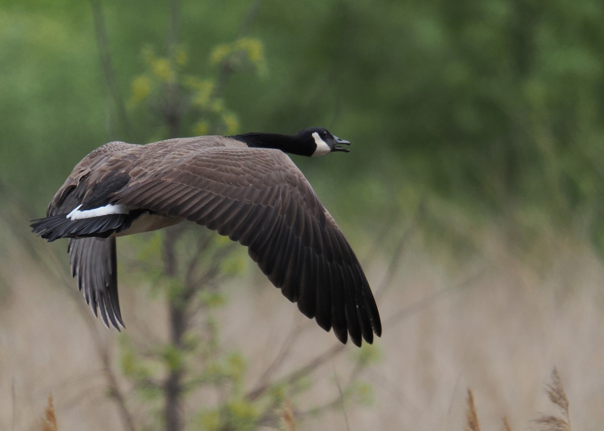 Canada Goose - ML619249959