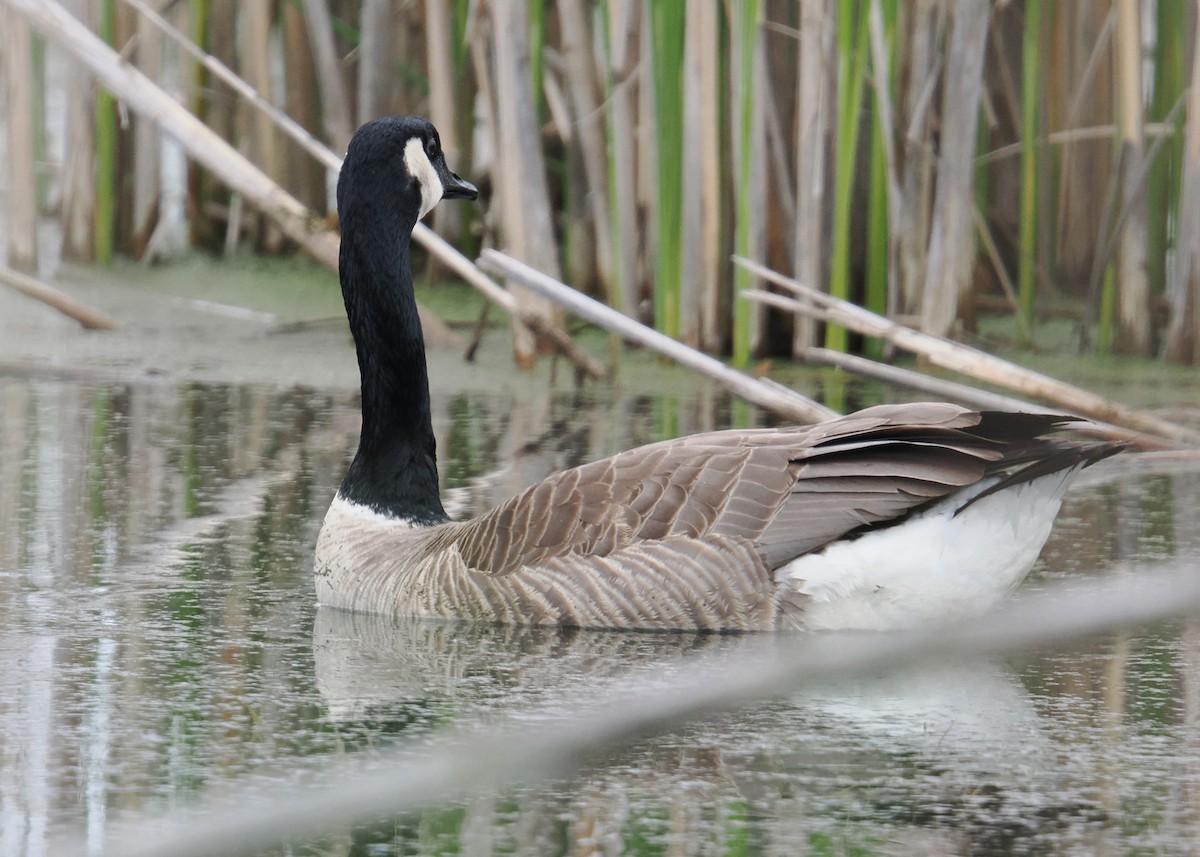 Canada Goose - ML619249964