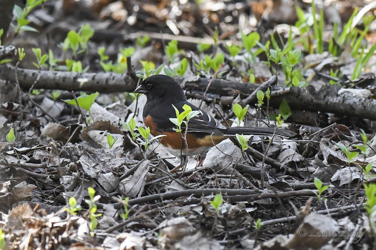 Eastern Towhee - Lucien Lemay