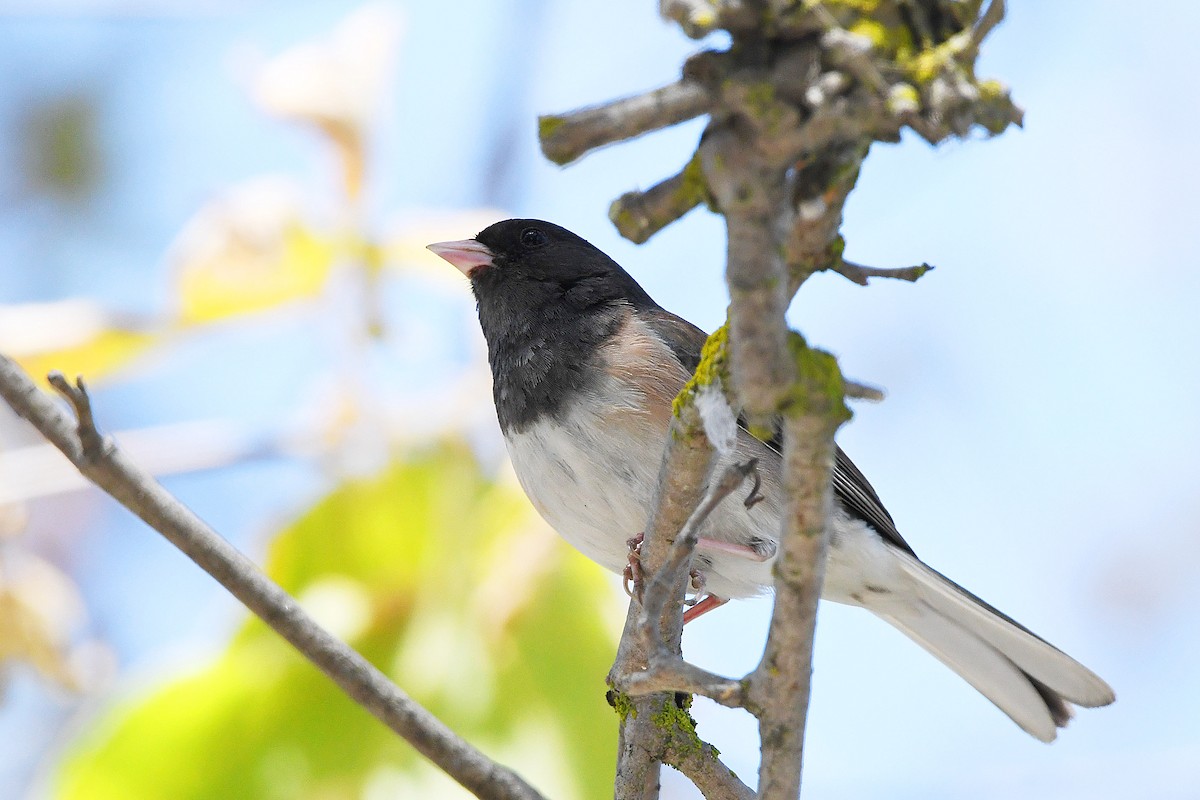 Dark-eyed Junco - phil chen