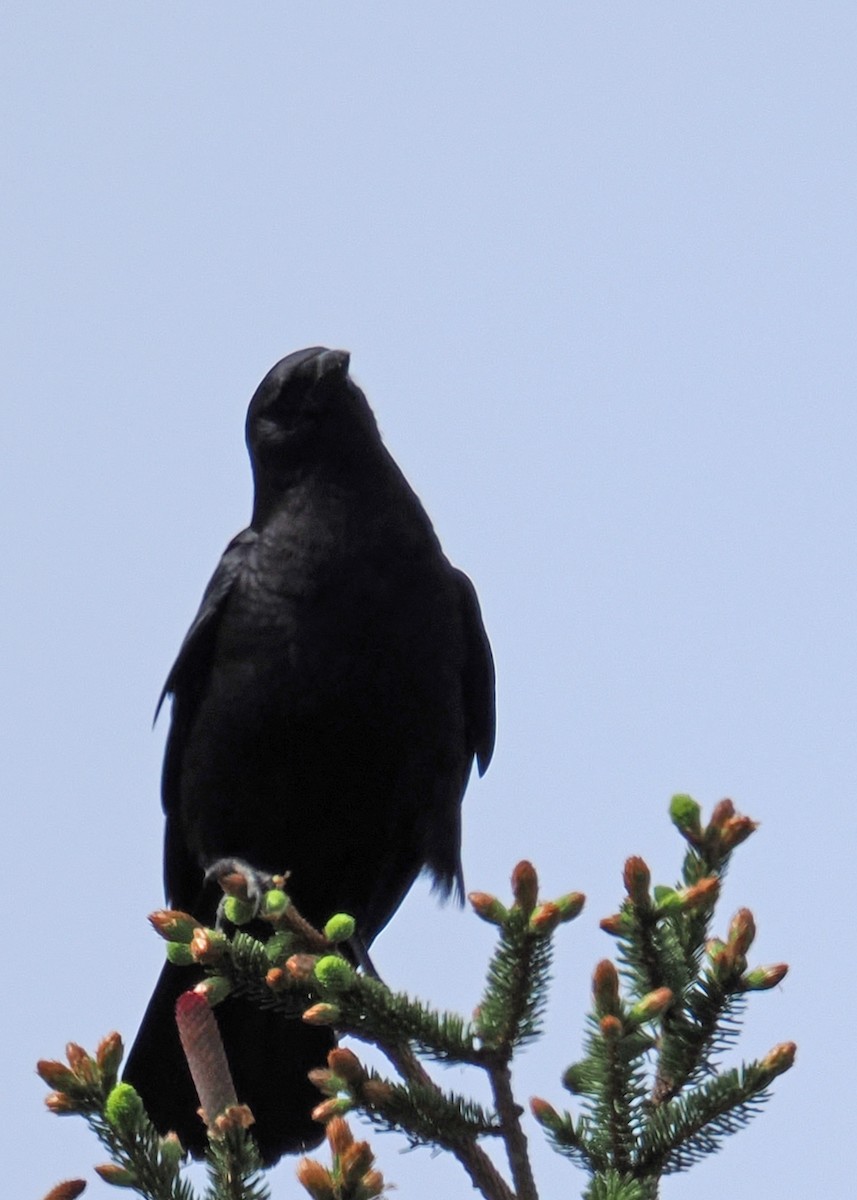 American Crow - ML619249978