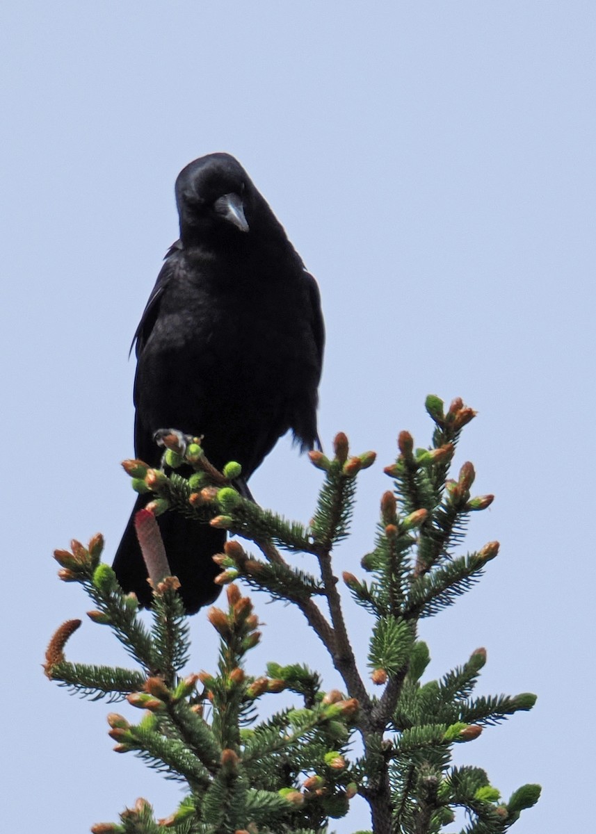 American Crow - ML619249979