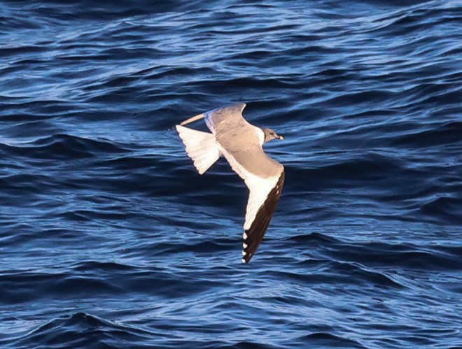 Sabine's Gull - Pam Rasmussen