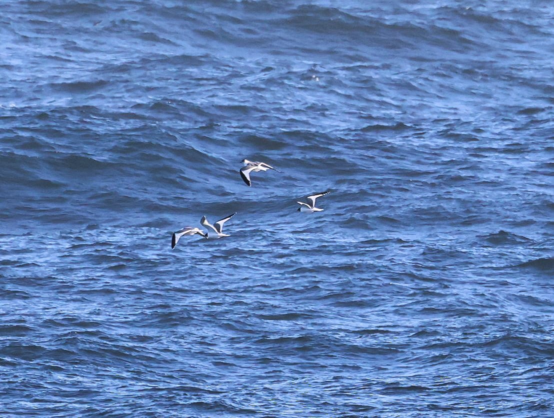 Sabine's Gull - Pam Rasmussen