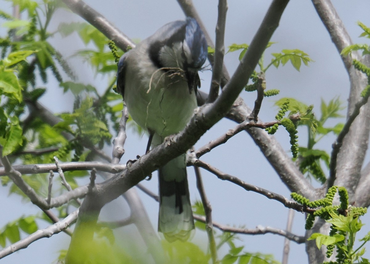 Blue Jay - ML619249986