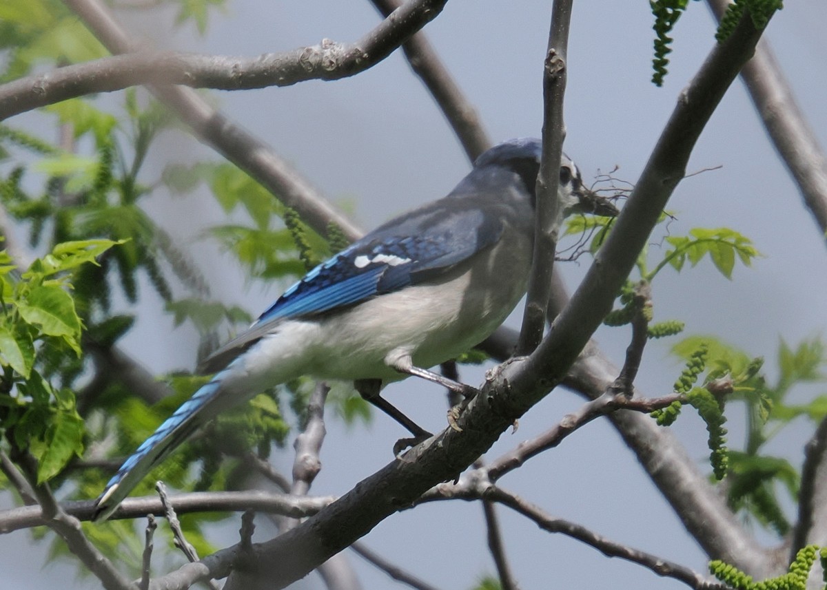 Blue Jay - ML619249987