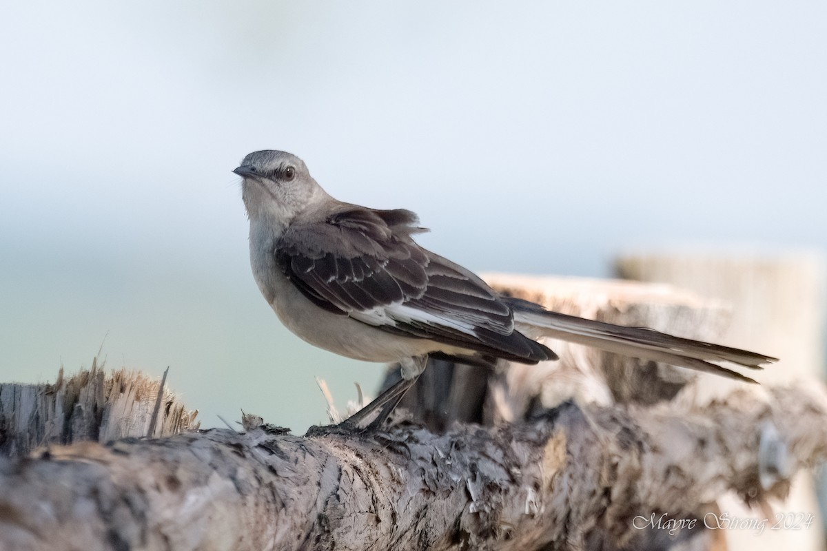 Northern Mockingbird - Mayve Strong