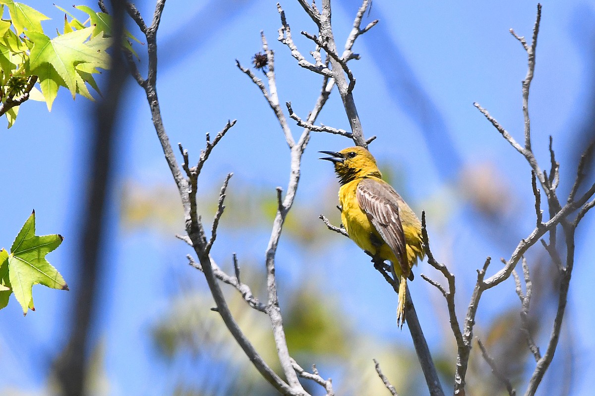 Hooded Oriole - ML619250002