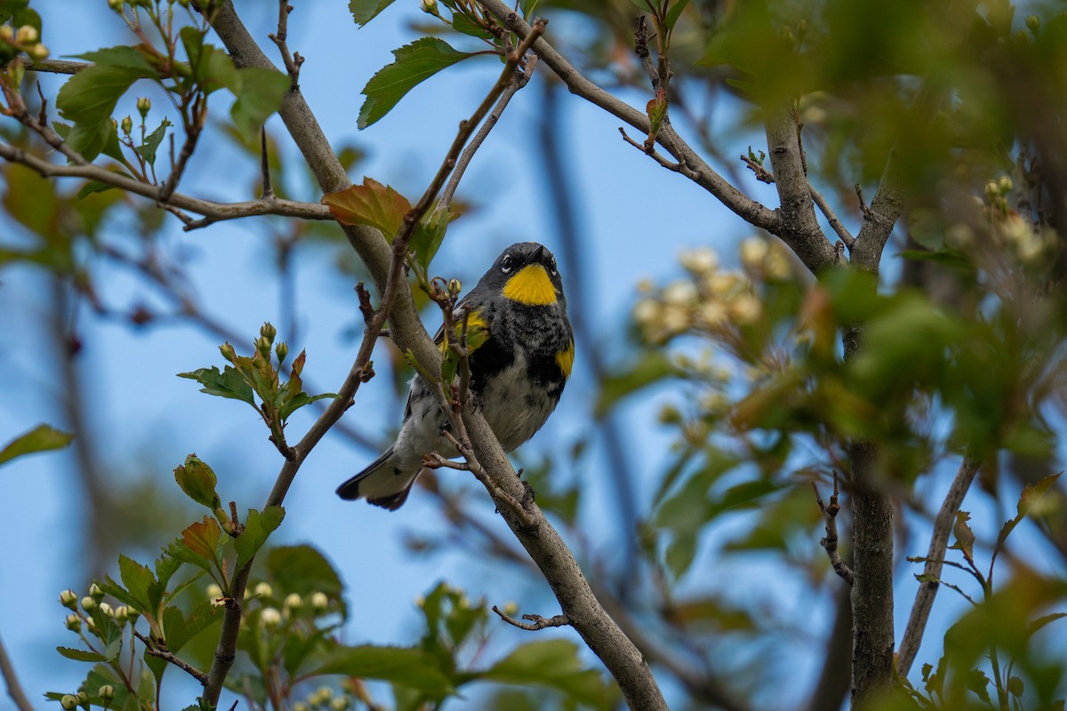 Yellow-rumped Warbler - Jason Cole