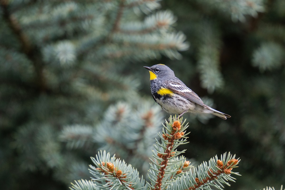 Yellow-rumped Warbler - Jason Cole