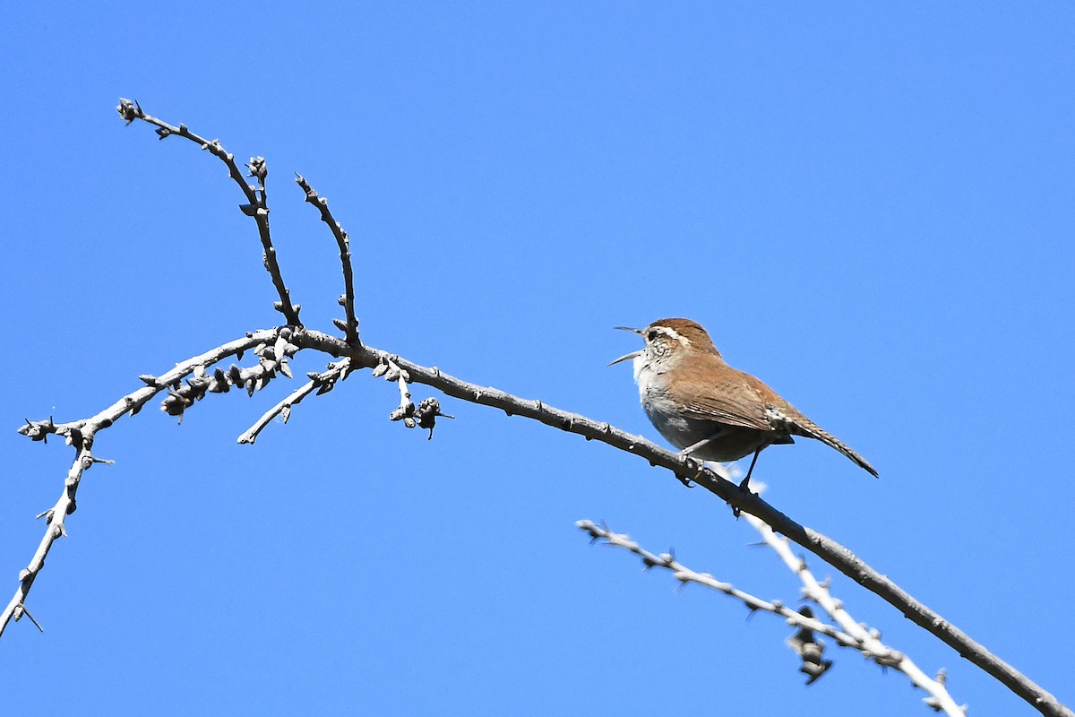 Bewick's Wren - ML619250041