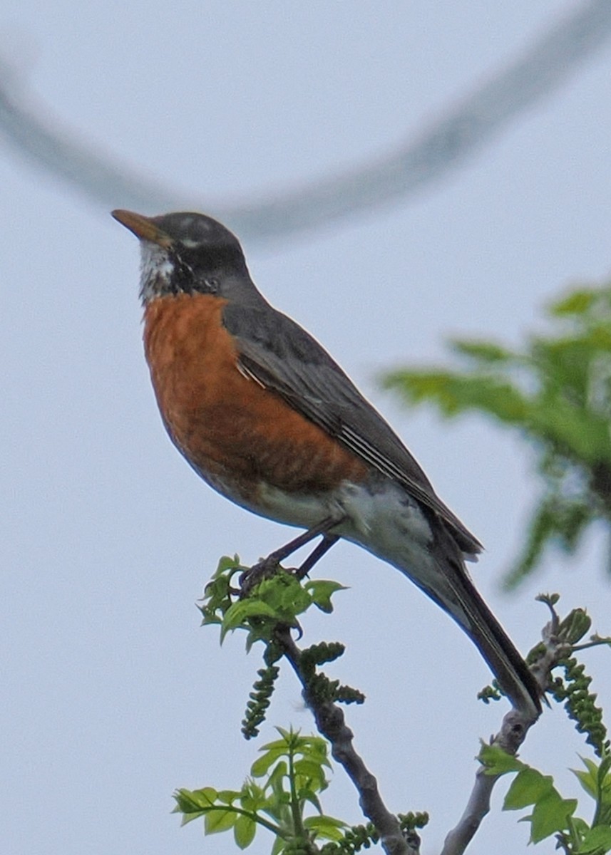 American Robin - ML619250072
