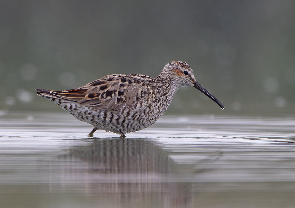 Stilt Sandpiper - ML619250075