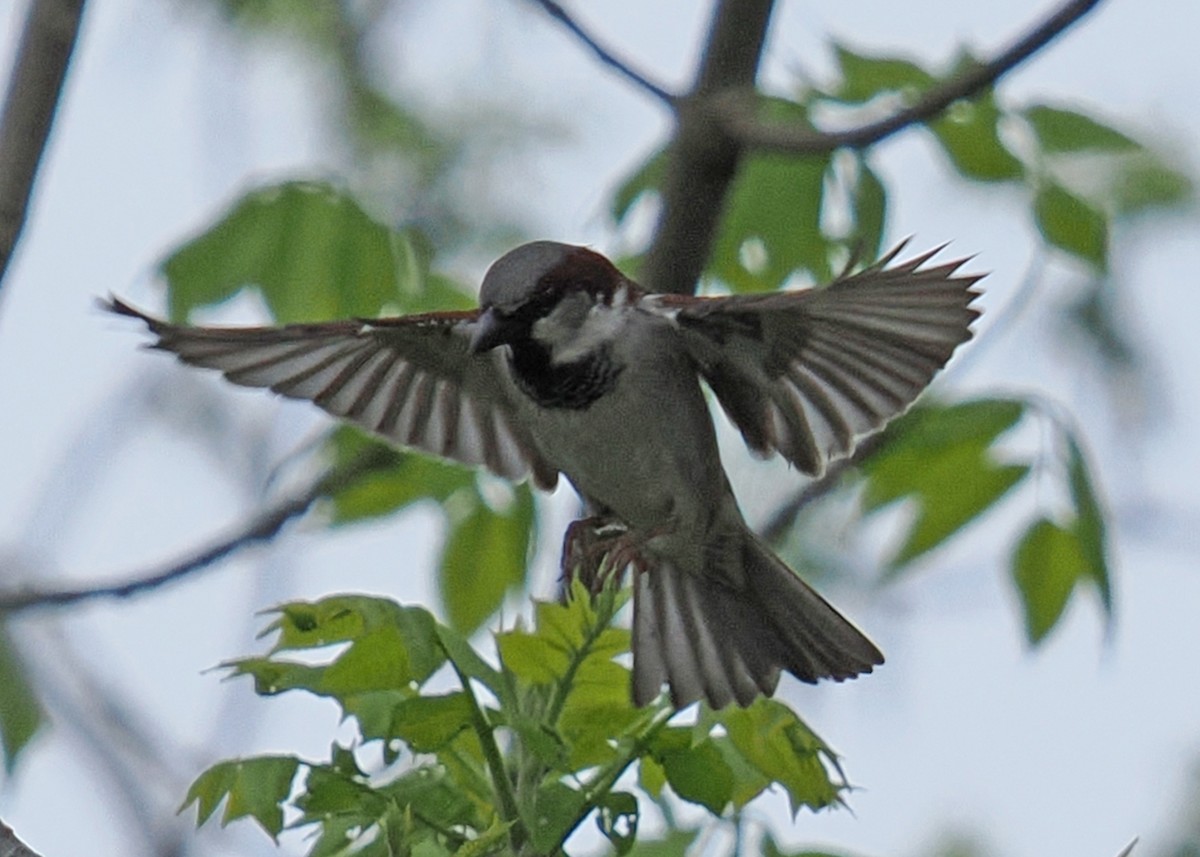 House Sparrow - ML619250081