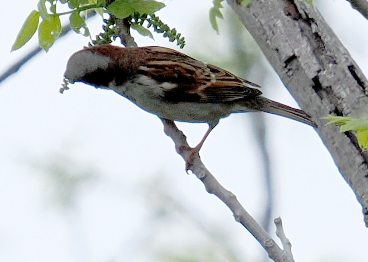 House Sparrow - ML619250082
