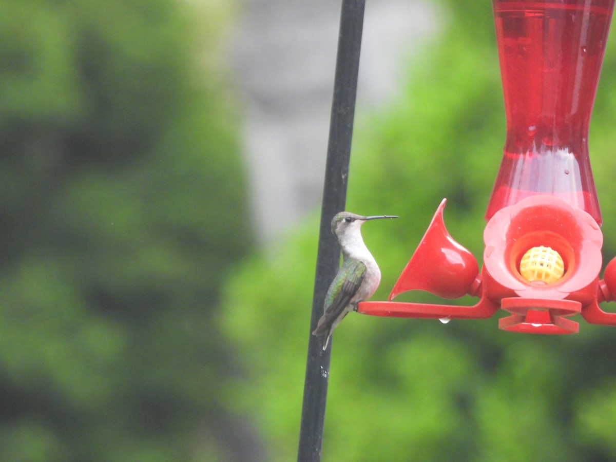 Ruby-throated Hummingbird - Donna Millar