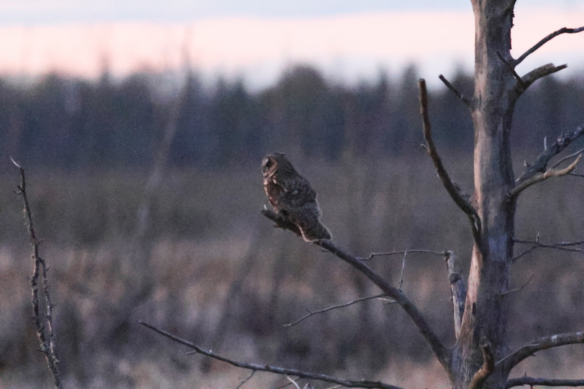 Long-eared Owl - Marshall Iliff