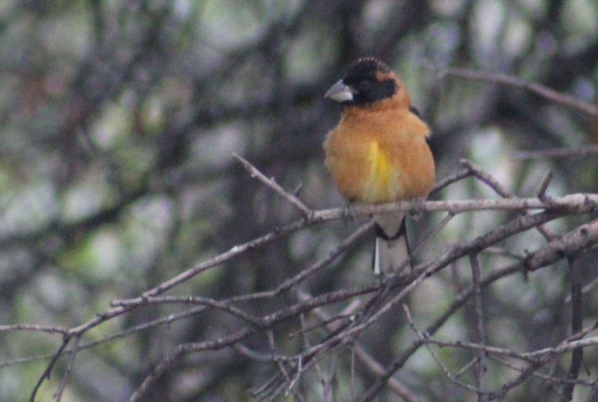 Black-headed Grosbeak - Tommy DeBardeleben