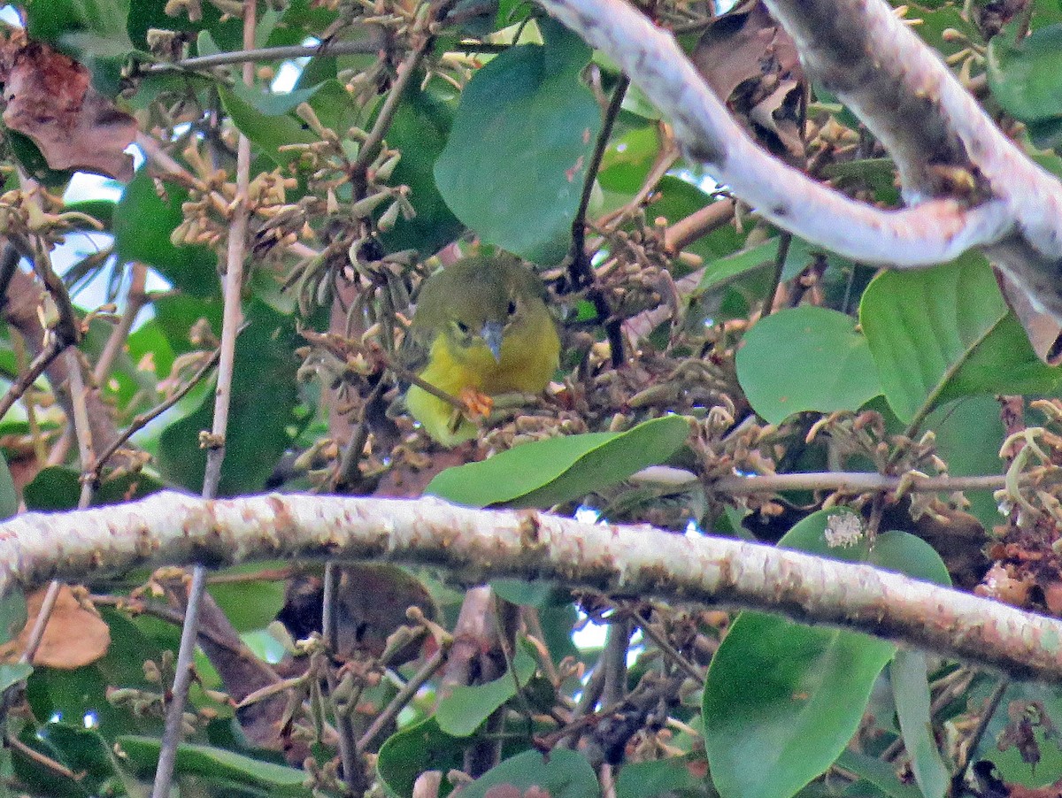 Brown-throated Sunbird - ML619250117