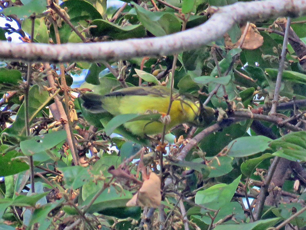 Brown-throated Sunbird - Joao Freitas