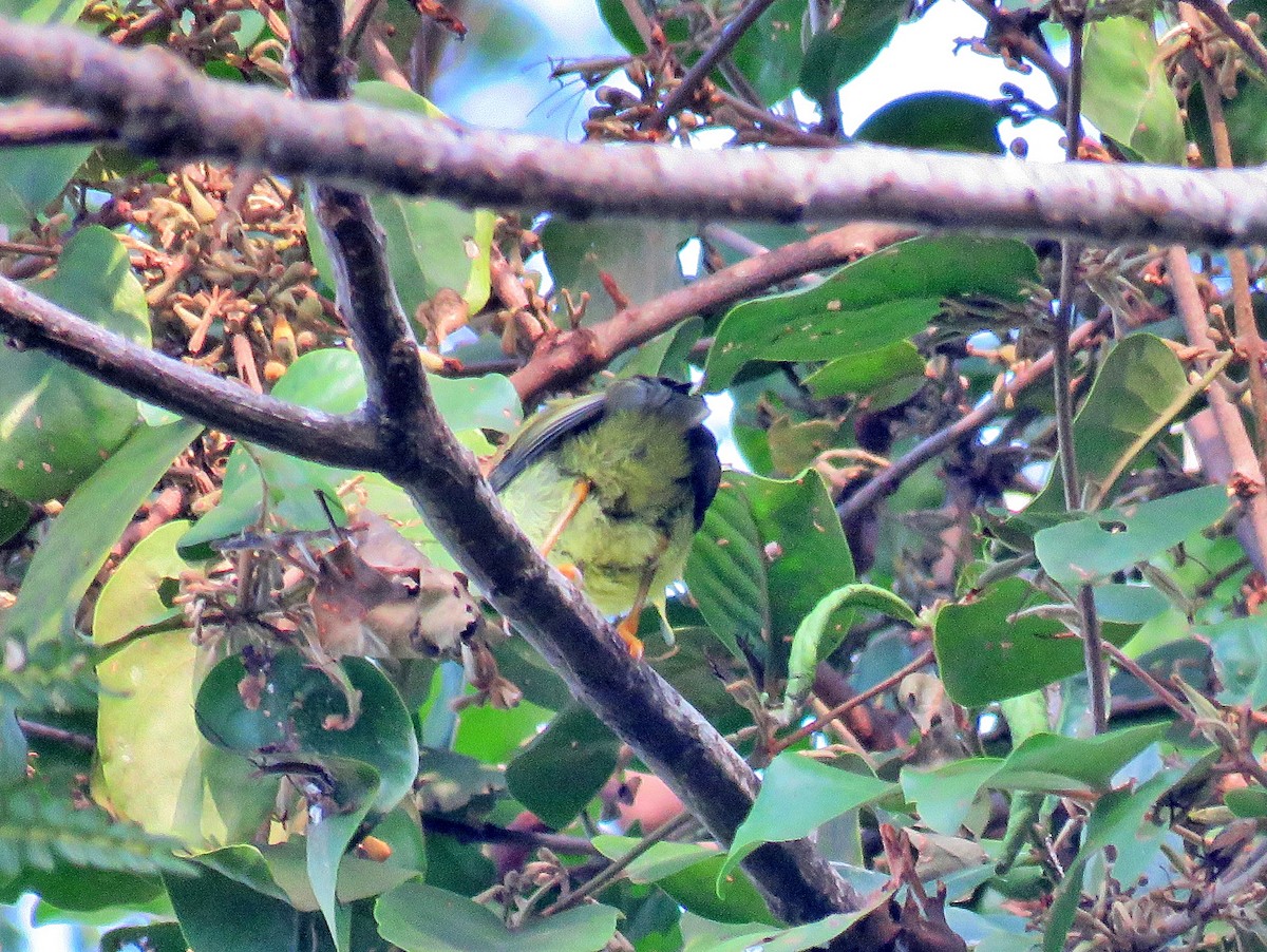 Brown-throated Sunbird - ML619250122