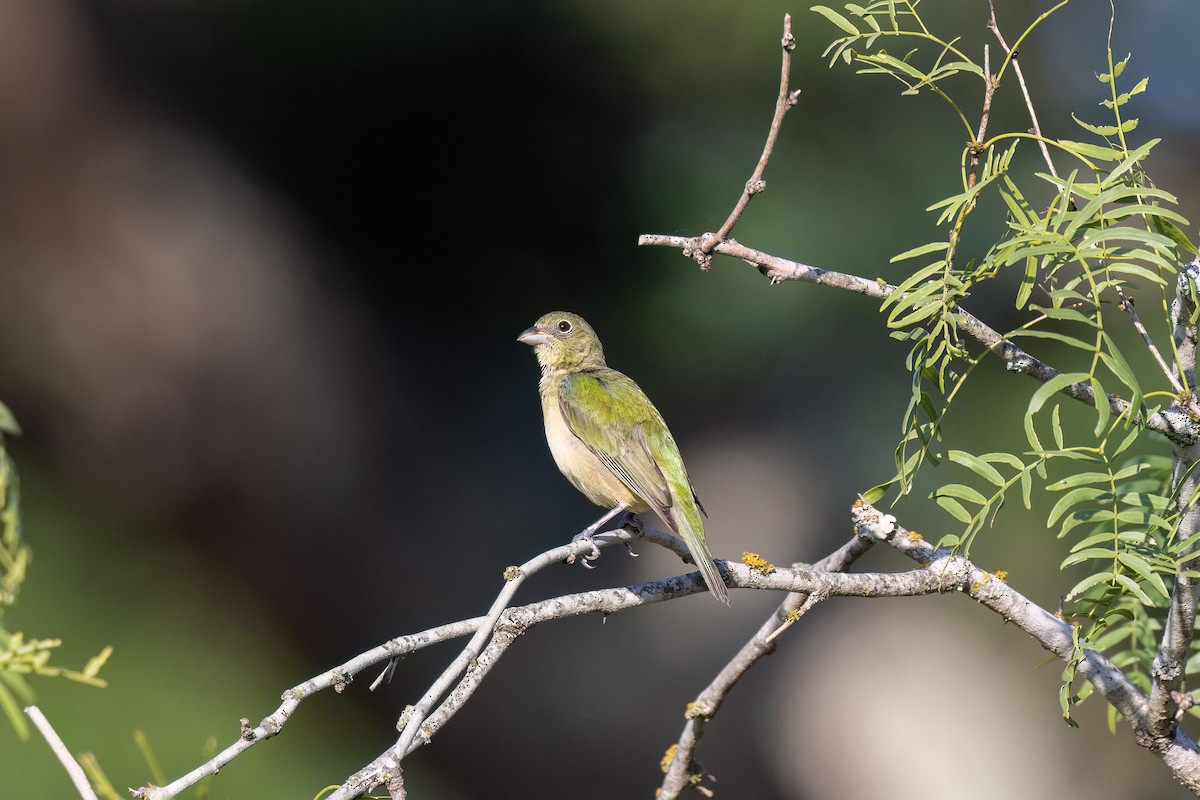 Painted Bunting - David Read