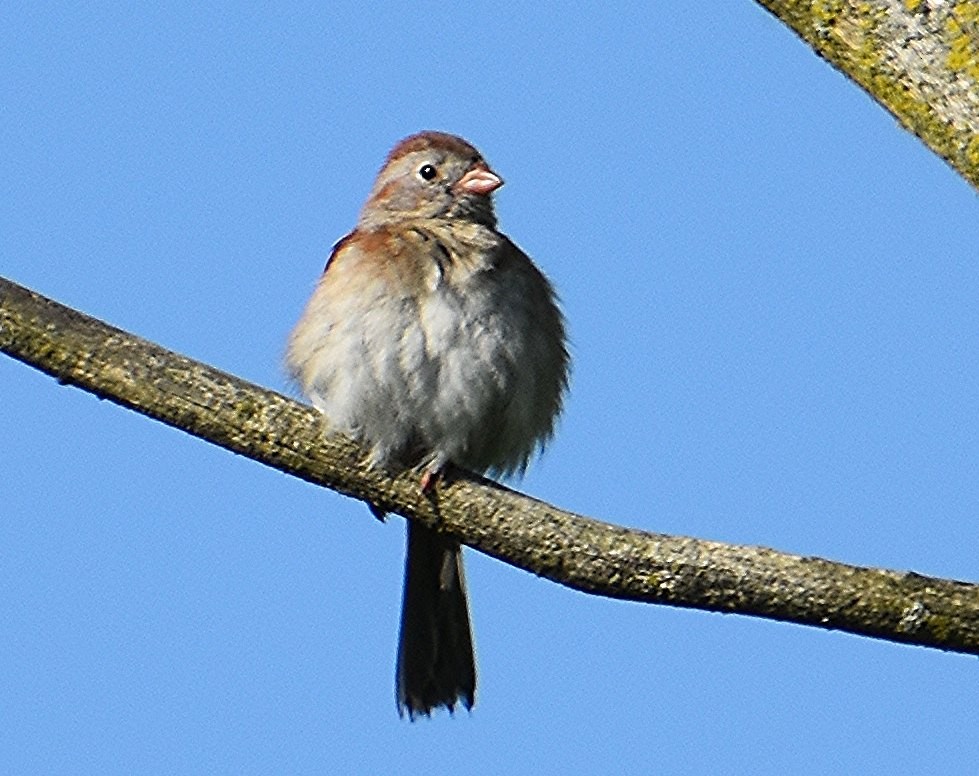 Field Sparrow - Scott Jackson