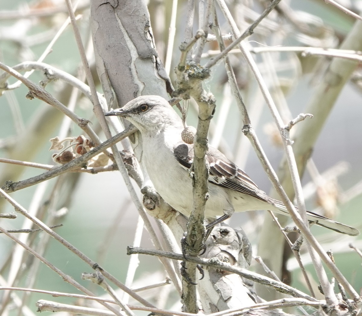 Northern Mockingbird - ML619250140