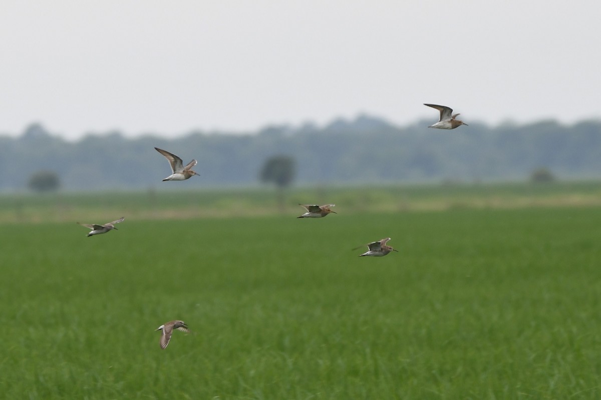 White-rumped Sandpiper - ML619250162