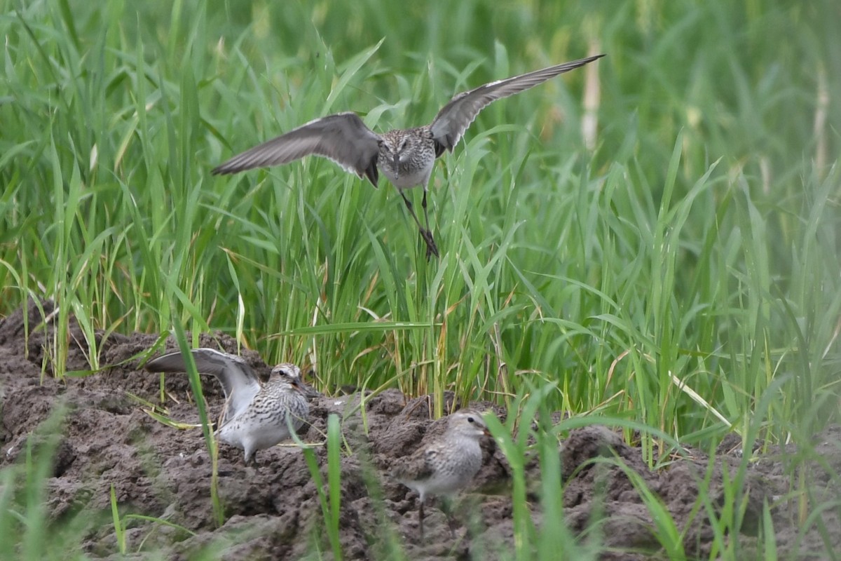 White-rumped Sandpiper - ML619250163