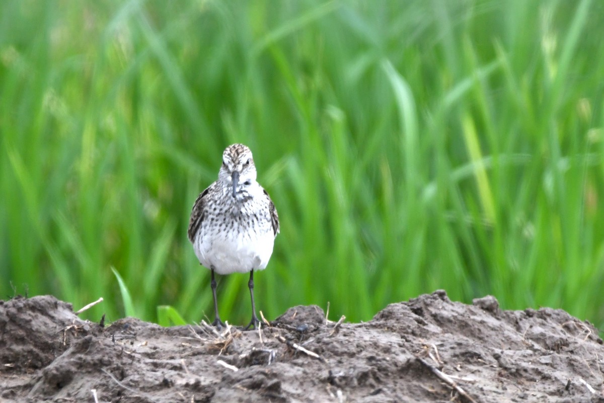 White-rumped Sandpiper - ML619250164