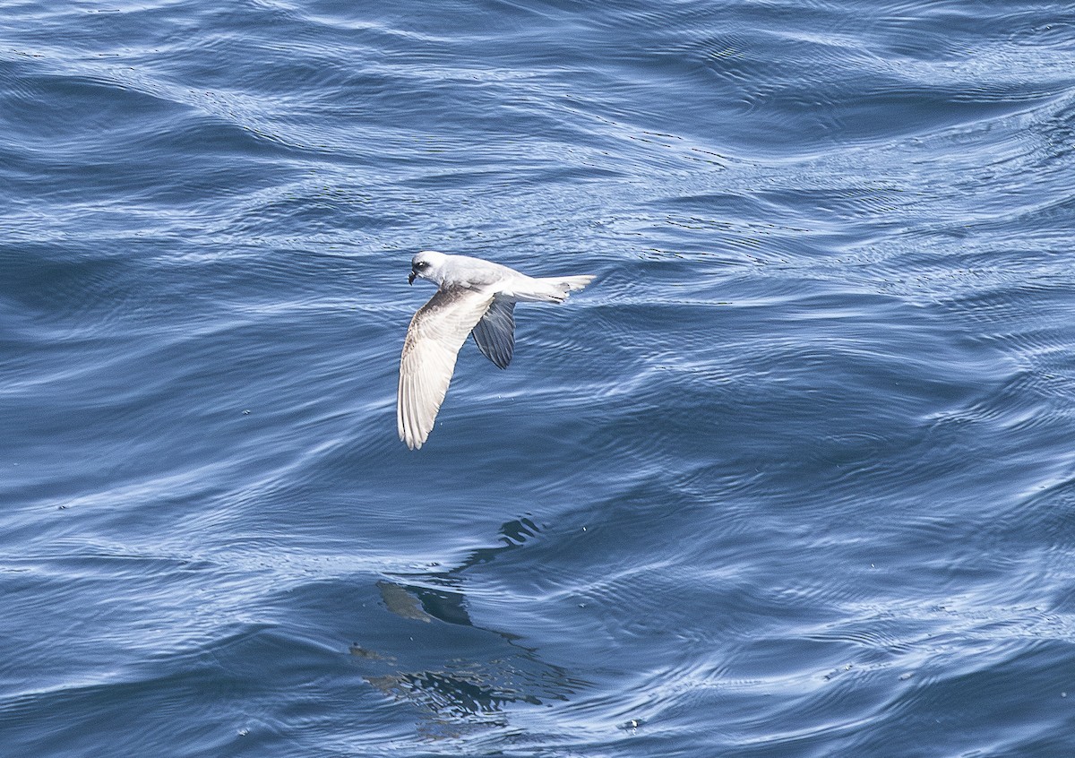 Fork-tailed Storm-Petrel - Ed Corey