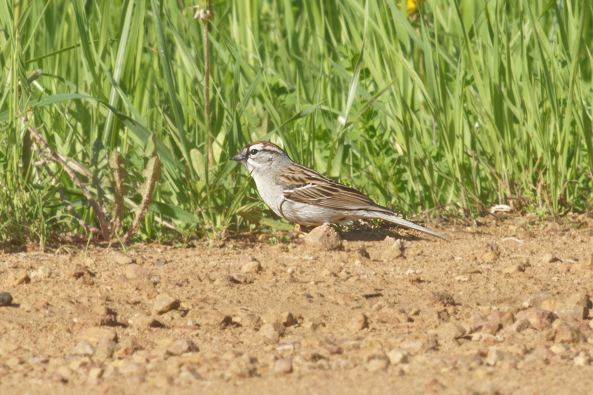 Chipping Sparrow - Thomas Burns