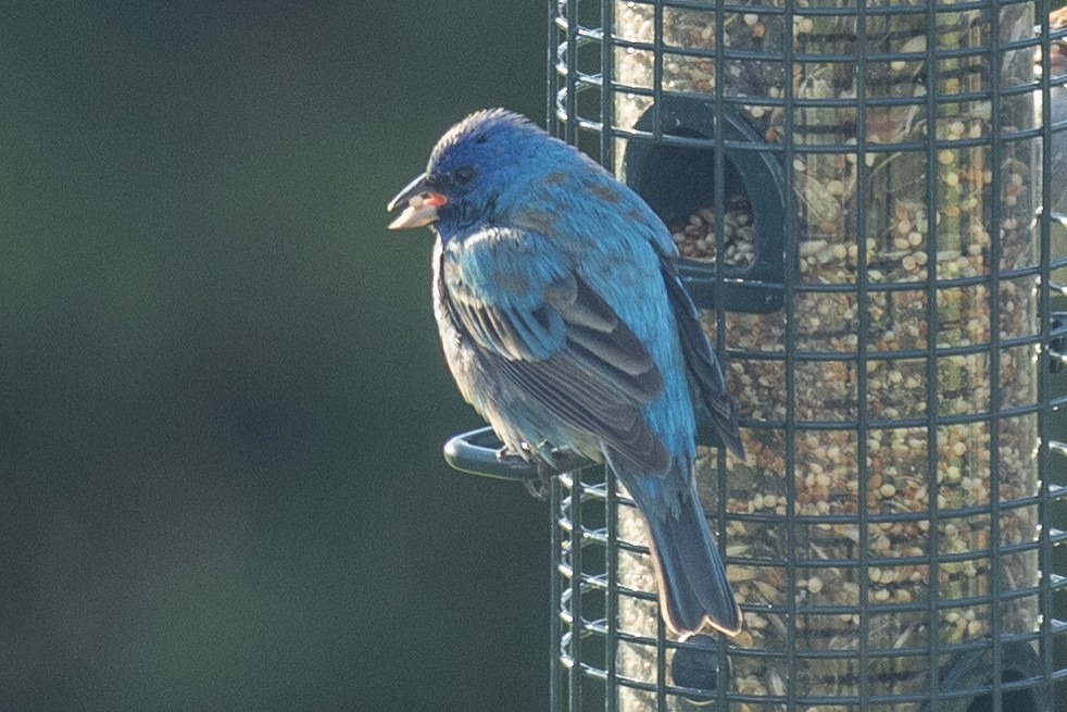 Indigo Bunting - ML619250168