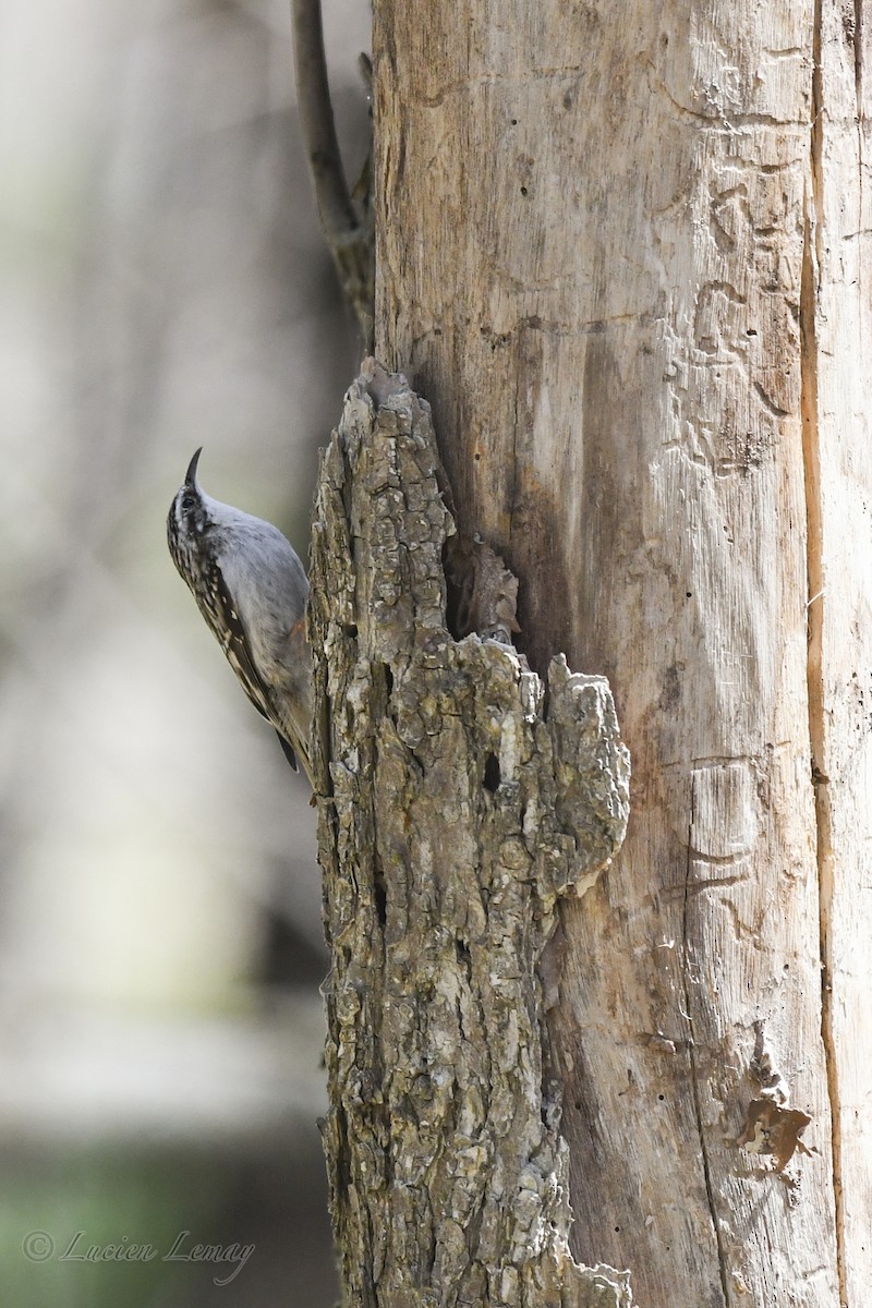 Brown Creeper - Lucien Lemay