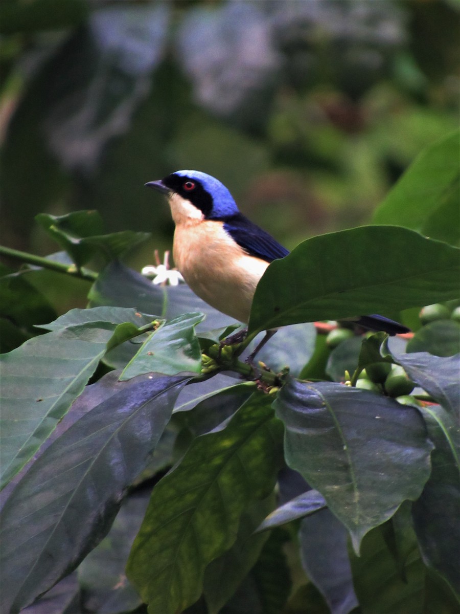 Fawn-breasted Tanager - Luis Moreno