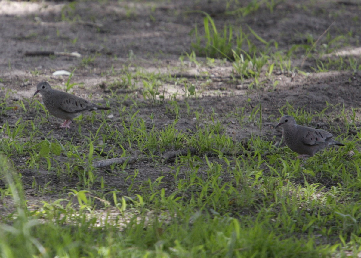 Common Ground Dove - William Clark