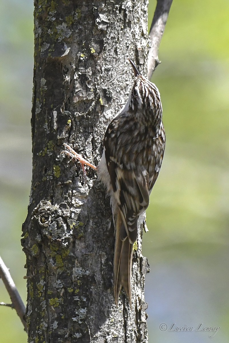 Brown Creeper - Lucien Lemay