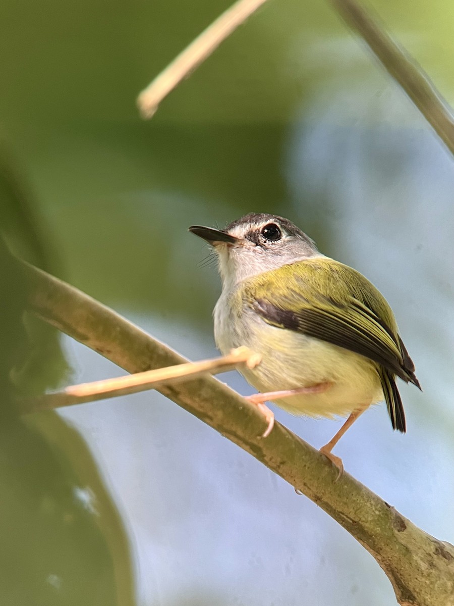 Black-capped Pygmy-Tyrant - ML619250188